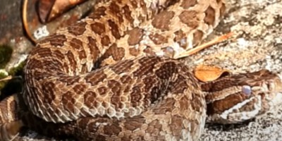 Suffolk County snake